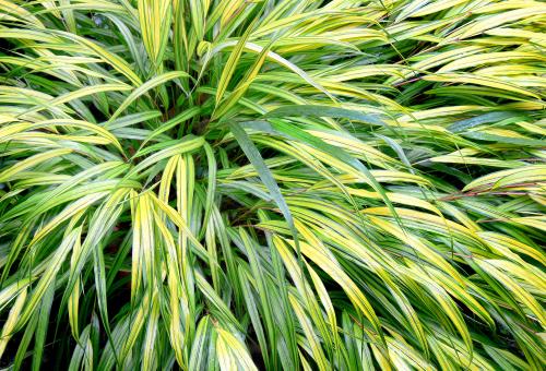 A close up of a Japanese plant which has long green leaves